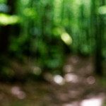 image: Image from the photoset ‘
mullerthal (i)
’.