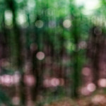 image: Image from the photoset ‘
mullerthal (i)
’.