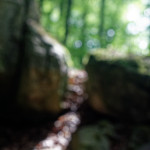 image: Image from the photoset ‘
mullerthal (i)
’.