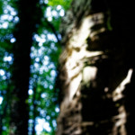 image: Image from the photoset ‘
mullerthal (ii)
’.