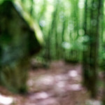 image: Image from the photoset ‘
mullerthal (ii)
’.