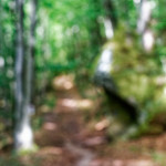 image: Image from the photoset ‘
mullerthal (ii)
’.