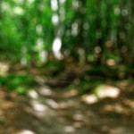 image: Image from the photoset ‘
mullerthal (ii)
’.