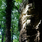 image: Image from the photoset ‘
mullerthal (iii)
’.