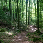 image: Image from the photoset ‘
mullerthal (iv)
’.