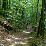 image: Image from the photoset ‘
mullerthal (iv)
’.