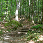 image: Image from the photoset ‘
mullerthal (iv)
’.