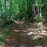 image: Image from the photoset ‘
mullerthal (iv)
’.