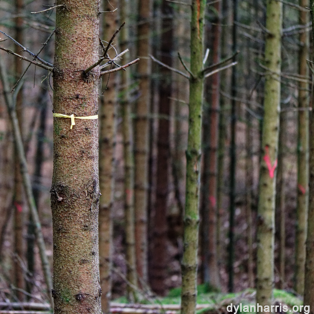 image: This is ‘
beaufort 8
’.