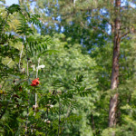 image: Image from the photoset ‘
beaufort (ii)
’.