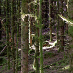 image: Image from the photoset ‘
beaufort (ii)
’.