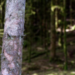 image: Image from the photoset ‘
beaufort (ii)
’.