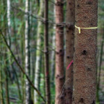 image: Image from the photoset ‘
beaufort (ii)
’.