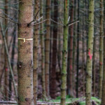 image: Image from the photoset ‘
beaufort (ii)
’.