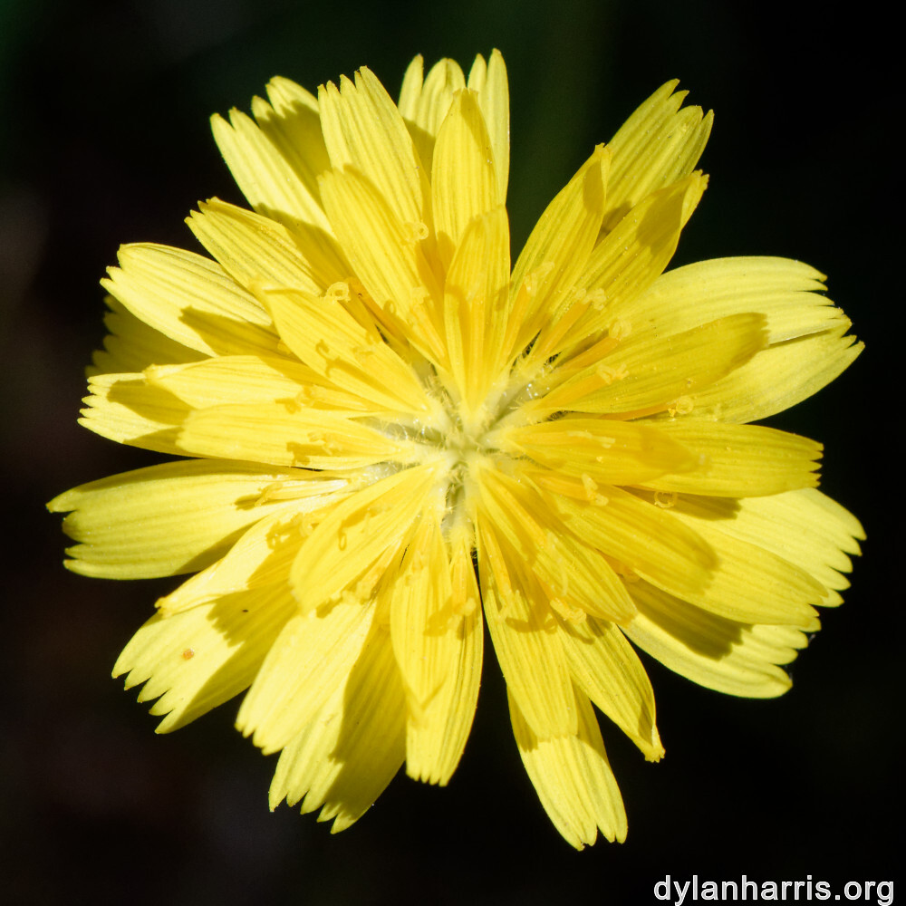 image: This is ‘
escher blummen (clviii) 1
’.