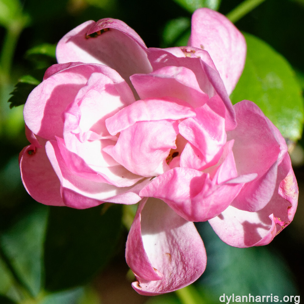 image: This is ‘
escher blummen (clviii) 2
’.