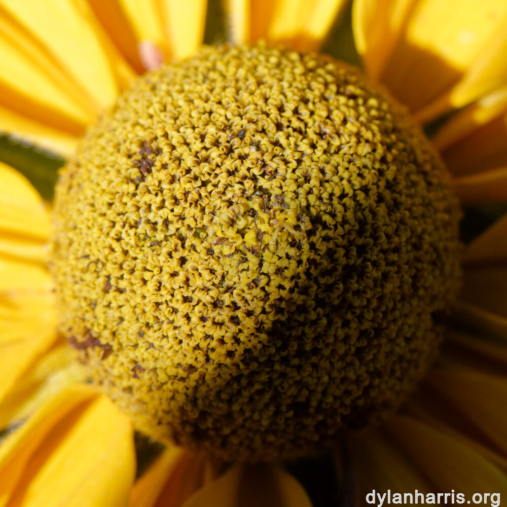 image: This is ‘
escher blummen (clviii) 3
’.