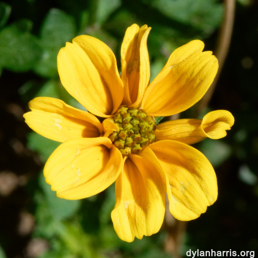 image: This is ‘
escher blummen (clviii) 6
’.