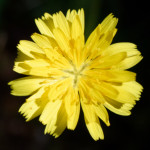 image: Image from the photoset ‘
escher blummen (clviii)
’.