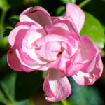 image: Image from the photoset ‘
escher blummen (clviii)
’.