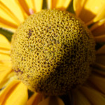 image: Image from the photoset ‘
escher blummen (clviii)
’.