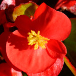 image: Image from the photoset ‘
escher blummen (clviii)
’.