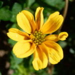 image: Image from the photoset ‘
escher blummen (clviii)
’.