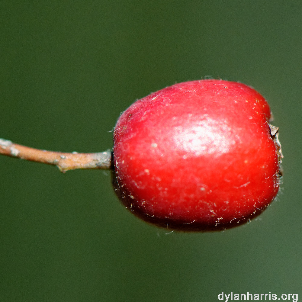 image: This is ‘
rumelange 1
’.