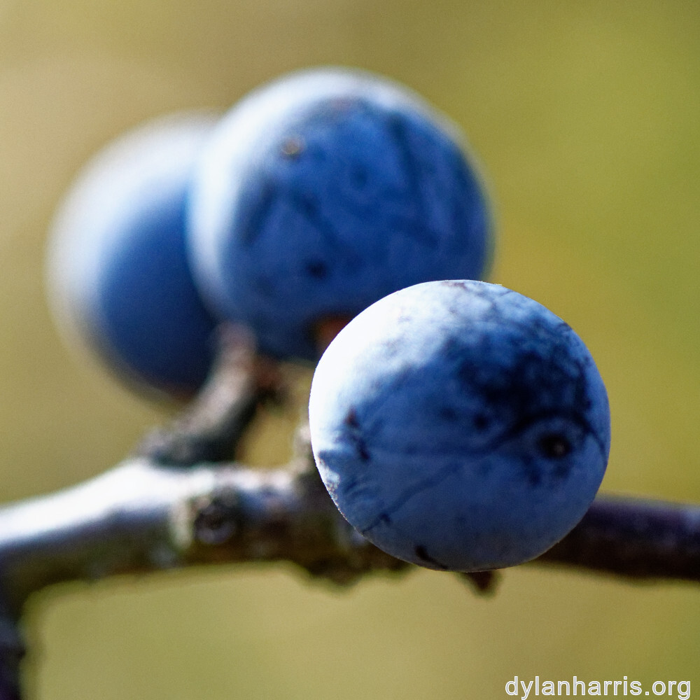 image: This is ‘
rumelange 2
’.