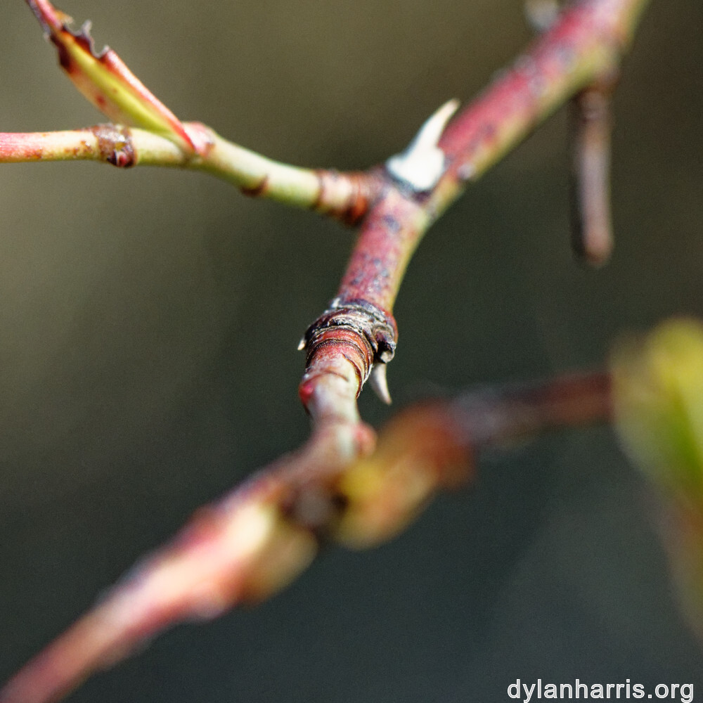 image: This is ‘
rumelange 5
’.