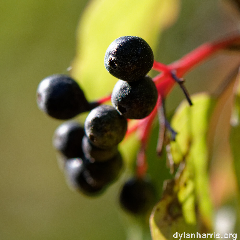 image: This is ‘
rumelange 7
’.