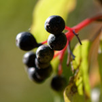 image: Image from the photoset ‘
rumelange (xvi)
’.