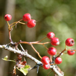 image: Image from the photoset ‘
rumelange (xvi)
’.