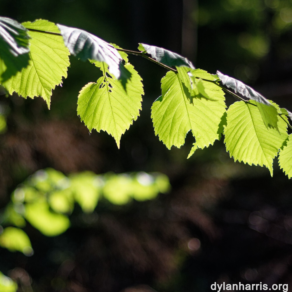 image: This is ‘
belvaux (xii) 4
’.