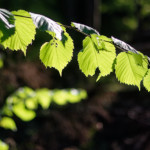 image: Image from the photoset ‘
belvaux (xii)
’.