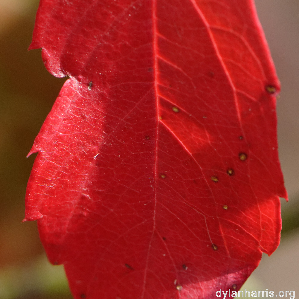 image: This is ‘
rumelange 1
’.