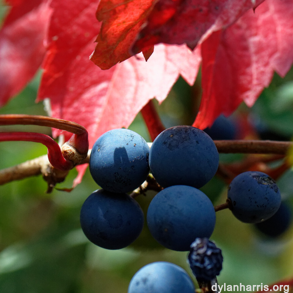 image: This is ‘
rumelange 2
’.