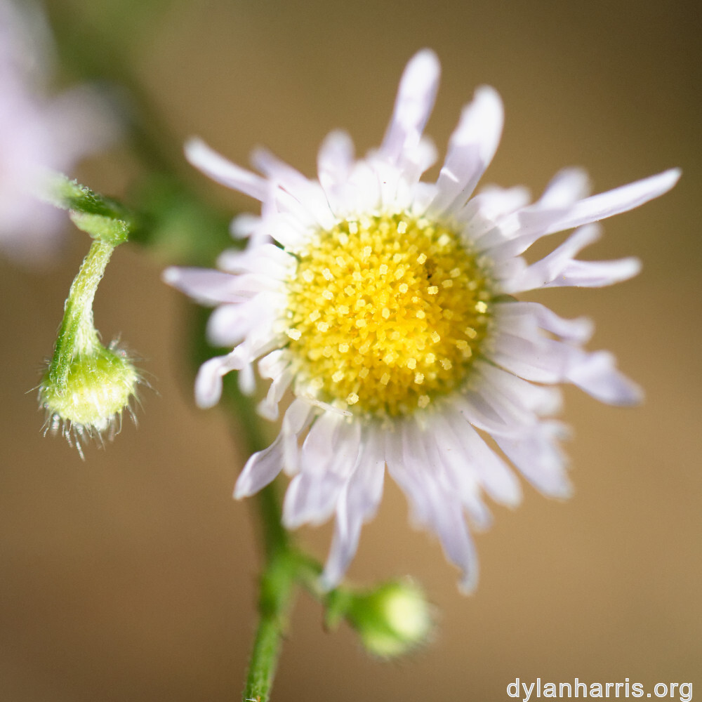 image: This is ‘
rumelange 3
’.