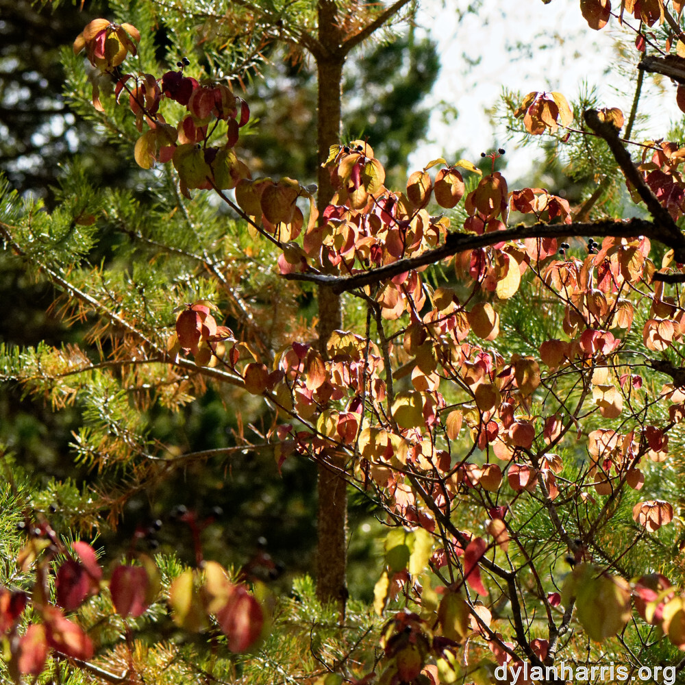 image: This is ‘
rumelange 5
’.