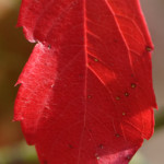 image: Image from the photoset ‘
rumelange (xviii)
’.