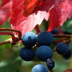 image: Image from the photoset ‘
rumelange (xviii)
’.