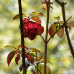 image: Image from the photoset ‘
rumelange (xviii)
’.