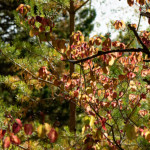 image: Image from the photoset ‘
rumelange (xviii)
’.