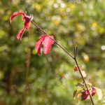 image: Image from the photoset ‘
rumelange (xviii)
’.