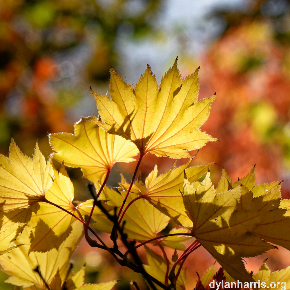 image: This is ‘
parc (xliv) 5
’.