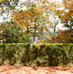 image: Image from the photoset ‘
parc (xliv)
’.