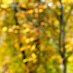 image: Image from the photoset ‘
parc (xliv)
’.