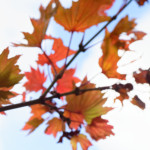 image: Image from the photoset ‘
parc (xliv)
’.