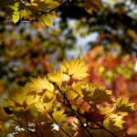 image: Image from the photoset ‘
parc (xliv)
’.