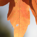 image: Image from the photoset ‘
parc (xliv)
’.